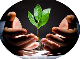 小树苗.jpg 小树苗.jpg